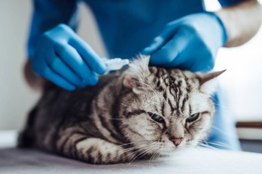 Doktor veteriner Kliniği