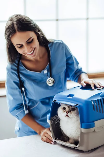 Medico veterinario presso la clinica — Foto Stock