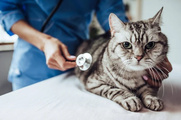 Medico veterinario presso la clinica — Foto Stock