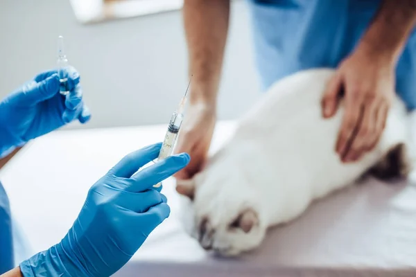 Arzt Tierarzt in der Klinik — Stockfoto