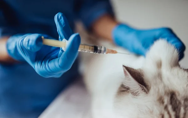 Arzt Tierarzt in der Klinik — Stockfoto