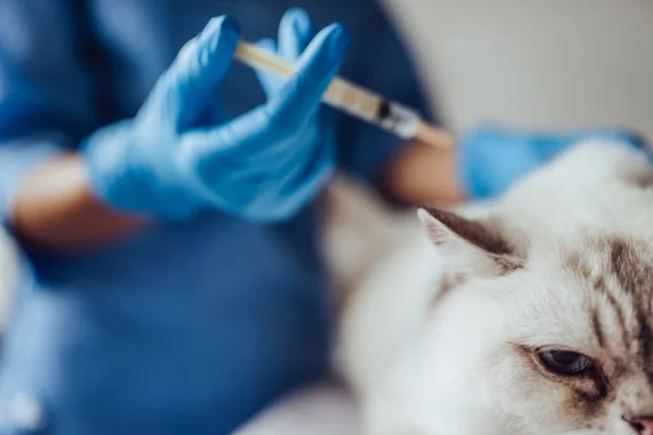 Arzt Tierarzt in der Klinik — Stockfoto