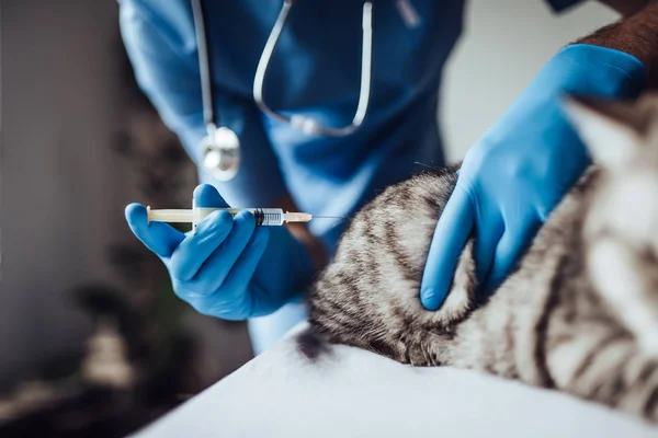 Arzt Tierarzt in der Klinik — Stockfoto