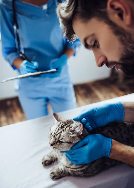 Medico veterinario presso la clinica — Foto Stock