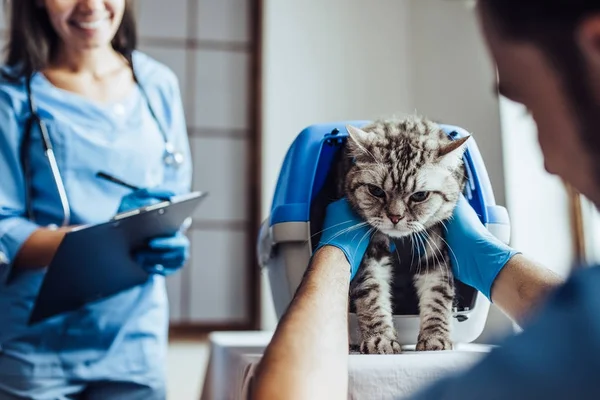 Doctor veterinarian at clinic — Stock Photo, Image