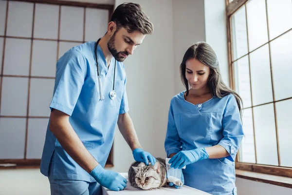 Arzt Tierarzt in der Klinik — Stockfoto