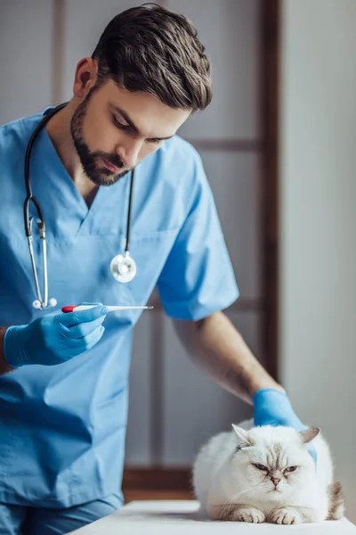 Medico veterinario presso la clinica — Foto Stock