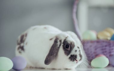 Sevimli Paskalya tavşanı 