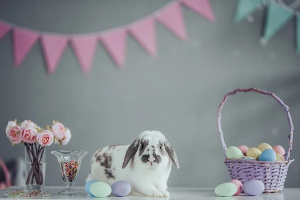 Lindo conejito de Pascua — Foto de Stock