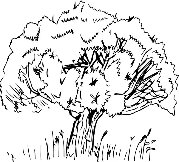 Sketch of tree Stock Vector