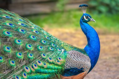 Peacock with spread wings clipart