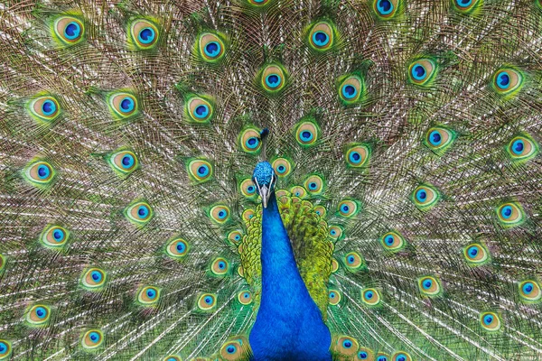 Front view of peacock — Stock Photo, Image