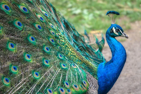 Peacock with spread wings — Stock Photo, Image