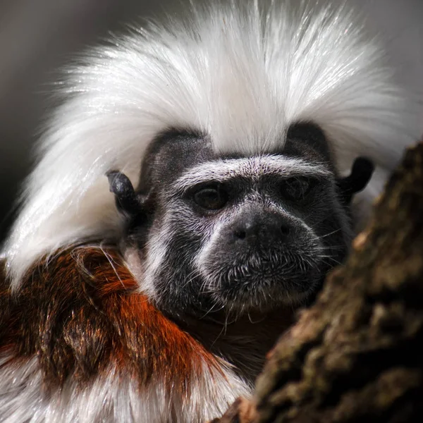 Тамариновая обезьяна — стоковое фото