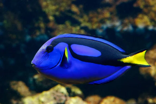 Aquariumvissen palet doktersvis — Stockfoto