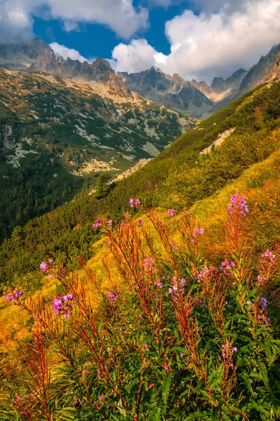 Bergiga landskapet med mjölkört blommor — Stockfoto