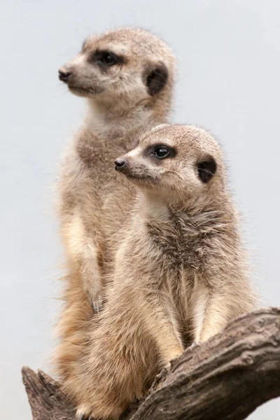 Dua berdiri suricate — Stok Foto