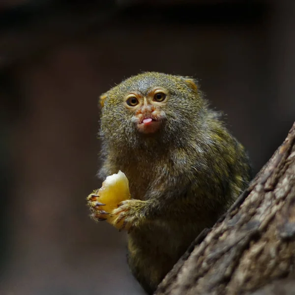 Monkey pygmy marmoset — Stockfoto