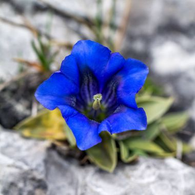 Clusius gentian blue flower in macro detail. clipart