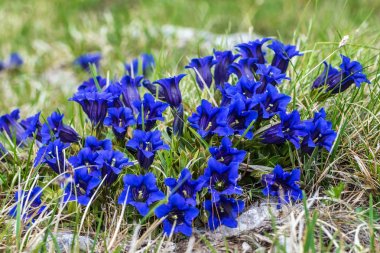 Clusius gentian blue flowers. clipart