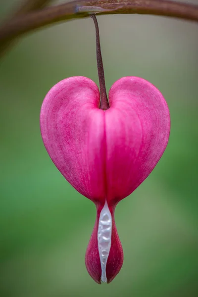 Lamprocapnos spectabilis, bleeding heart flower in macro detail. — Stock Photo, Image