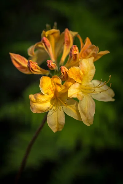 Flores de lírio amarelo no jardim em um fundo verde escuro . — Fotografia de Stock