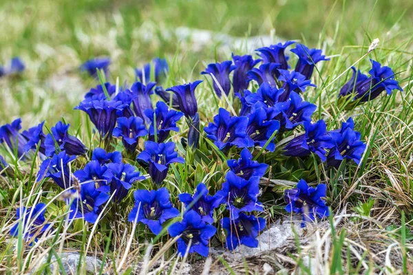 Clusius gentian blue flowers. — Stock Photo, Image