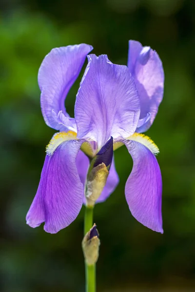 緑の背景に紫のアイリスの花. — ストック写真