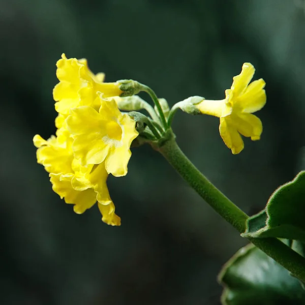 Primula auricula, dağ çiçeği çiçek — Stok fotoğraf