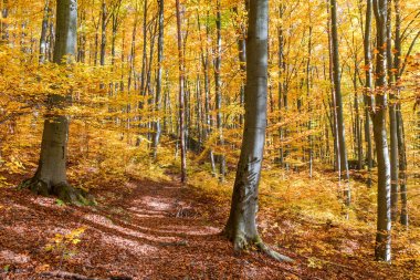 beech forest in autumn clipart