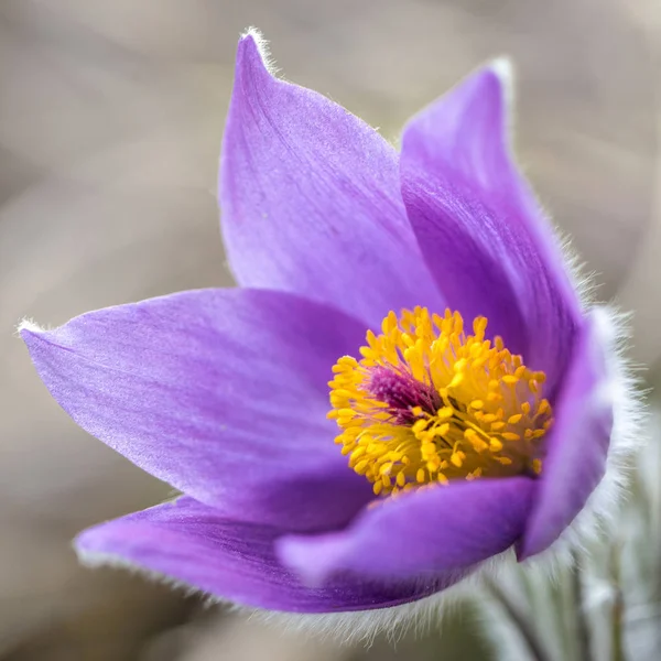 Pulsatilla grandis çiçek. — Stok fotoğraf