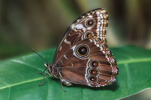 La mariposa morfo azul Peleides . — Foto de Stock