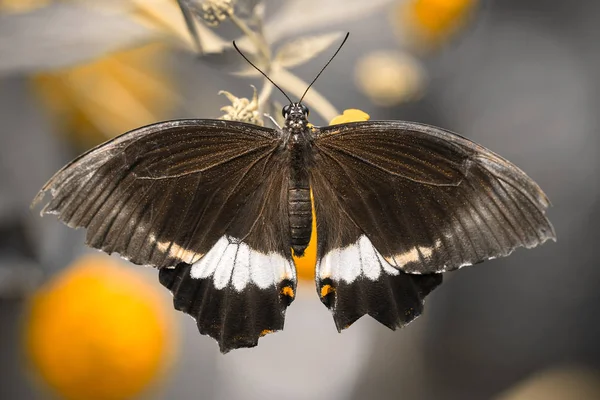 Papilio polytes (macho), mariposa exótica . — Foto de Stock