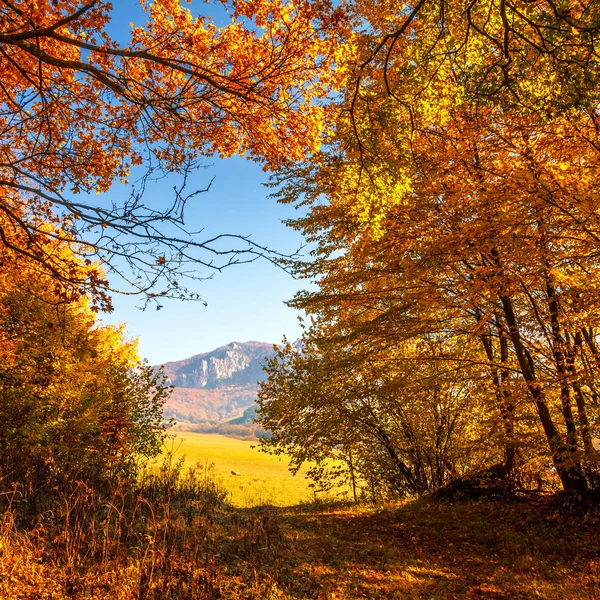 Árvores na floresta em cores de outono . — Fotografia de Stock