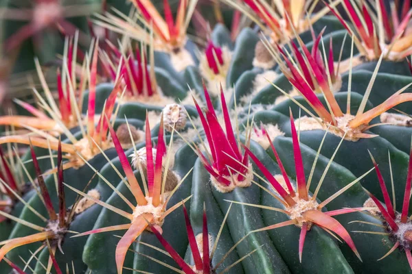 Bloemrijke stekelig cactus. — Stockfoto