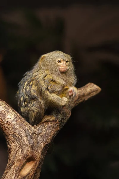 Маленькая обезьянка карликовая мартышка - Cebuella pygmaea . — стоковое фото