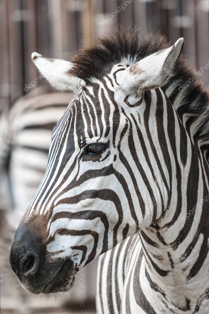 zebra stock price zebra stock price