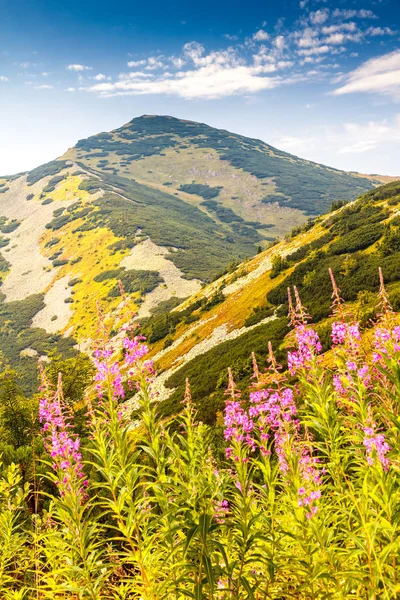 Bergachtig landschap met Wilgenroosje bloemen — Stockfoto