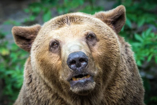 Vista frontale dell'orso . — Foto Stock