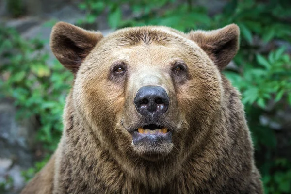 Vista frontale dell'orso . — Foto Stock