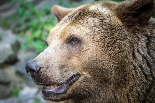 Bear\'s head in profile.