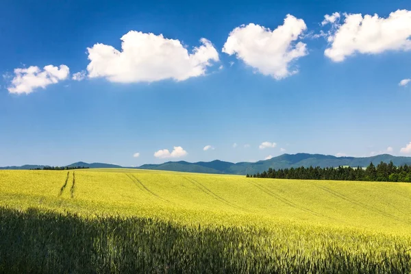 Paisaje rural con campo de cebada . — Foto de Stock