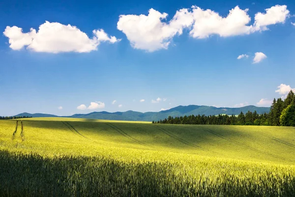 Land landschap met gerst veld. — Stockfoto