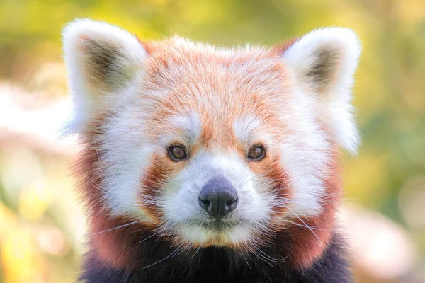 Retrato de panda rojo . — Foto de Stock