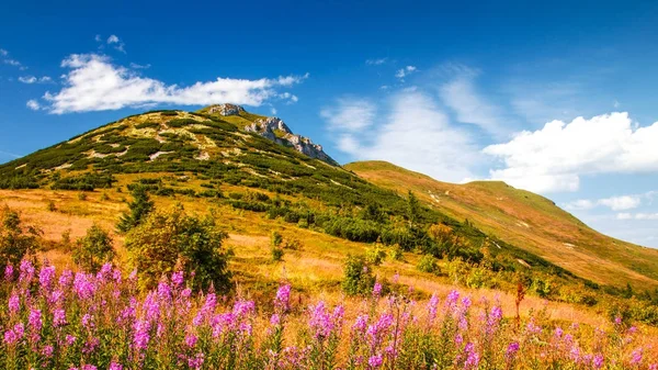 Bergiga landskapet med mjölkört blommor i förgrunden. — Stockfoto