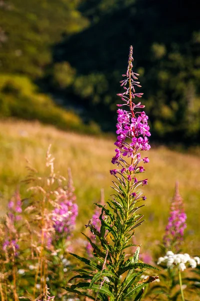 Chamerion angustifolium commonly known as fireweed flowers. — Stock Photo, Image