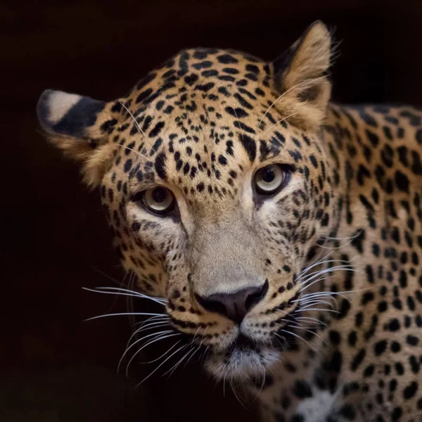 Une vue de face du jaguar . — Photo