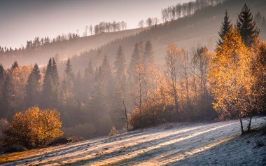 ormanında sonbahar.