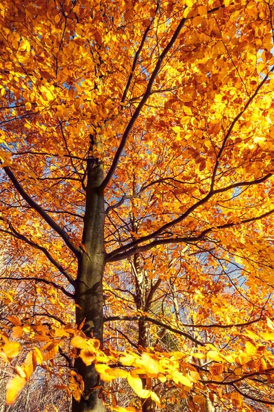 Fa őszi — Stock Fotó