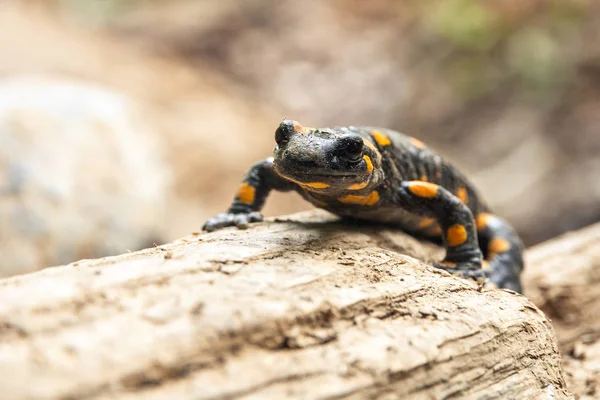 Spotted salamander in the forest. — Stock Photo, Image